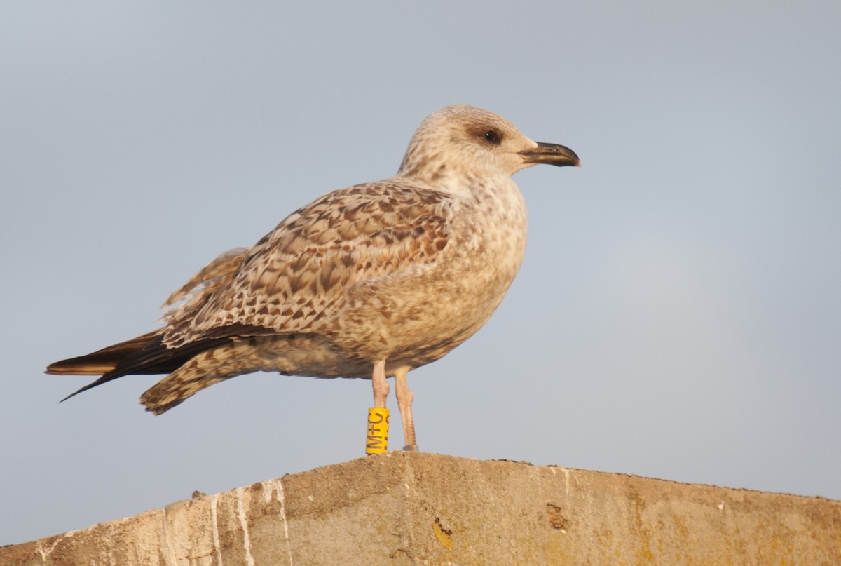 Goéland argenté (argentatus/argenteus) - ML38213681