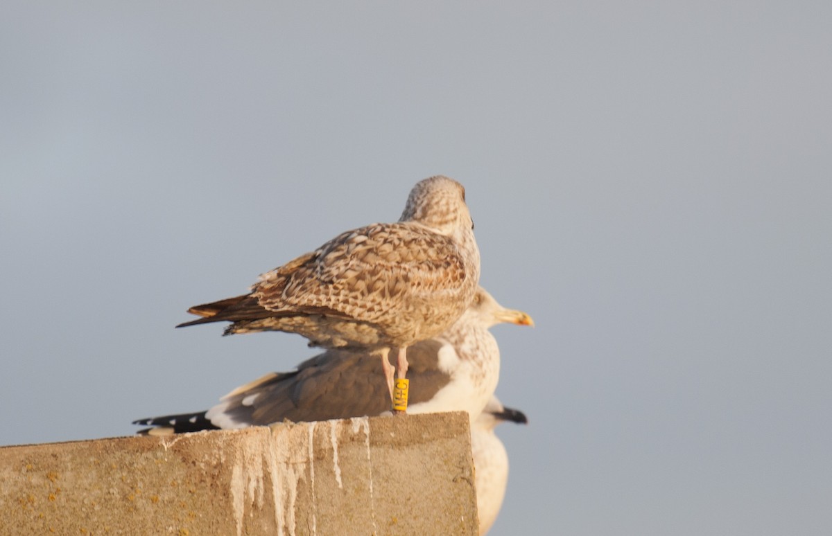 Goéland argenté (argentatus/argenteus) - ML38213691