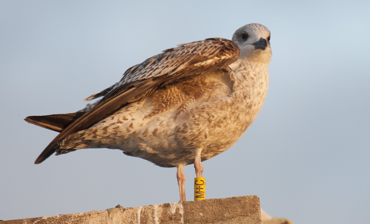 Herring Gull (European) - Carlos Pacheco