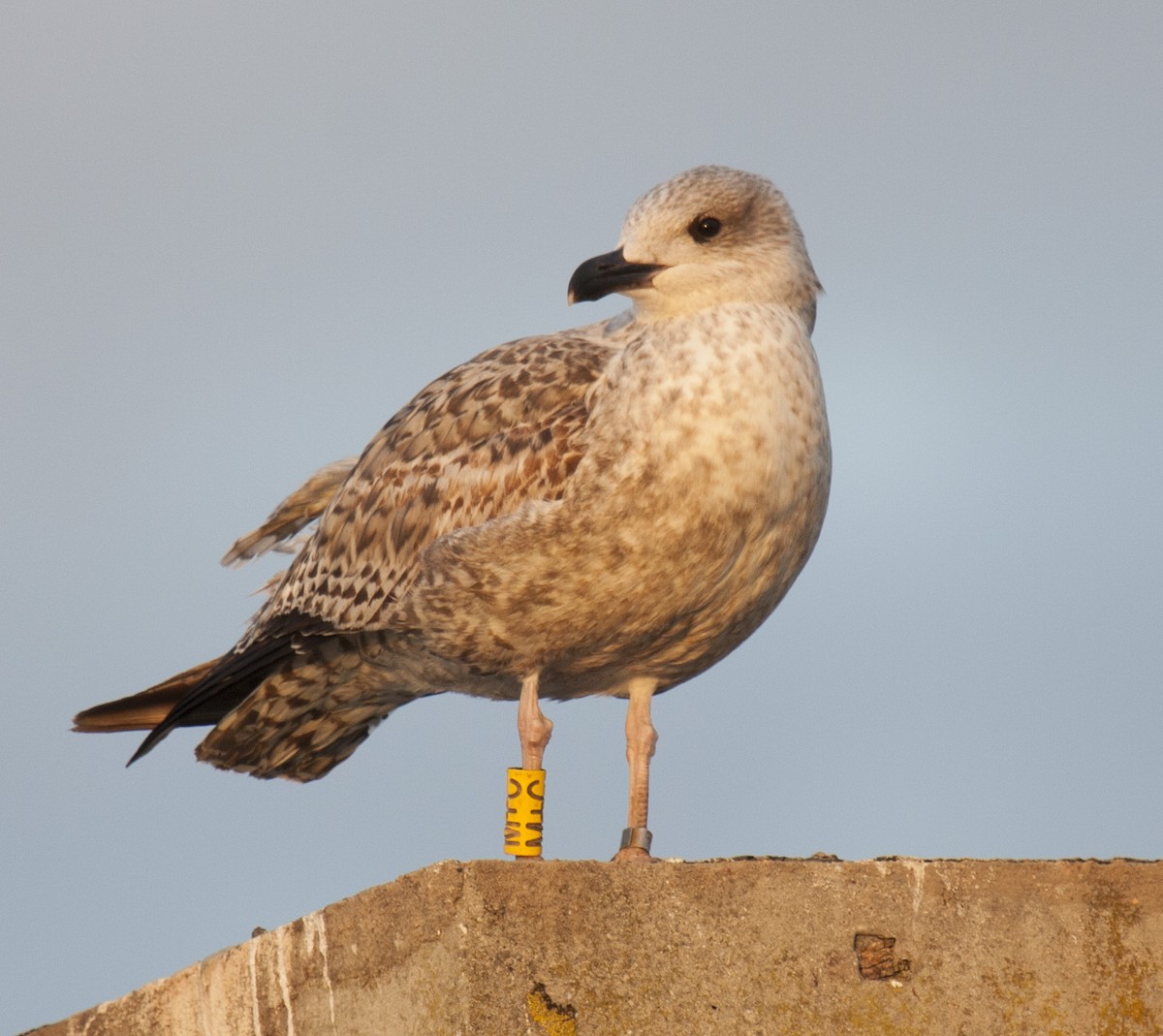 Herring Gull (European) - ML38213721