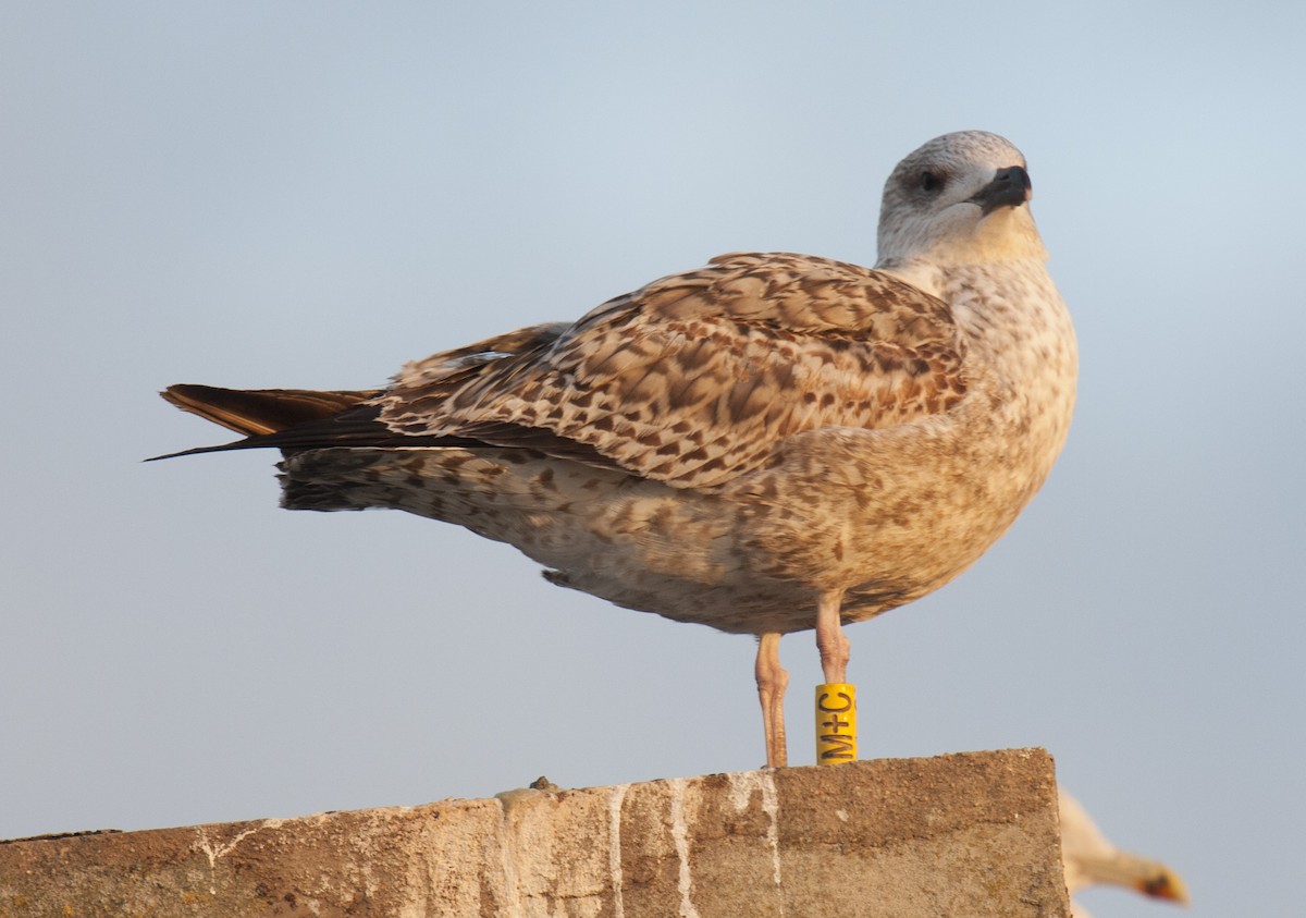 Herring Gull (European) - ML38213731