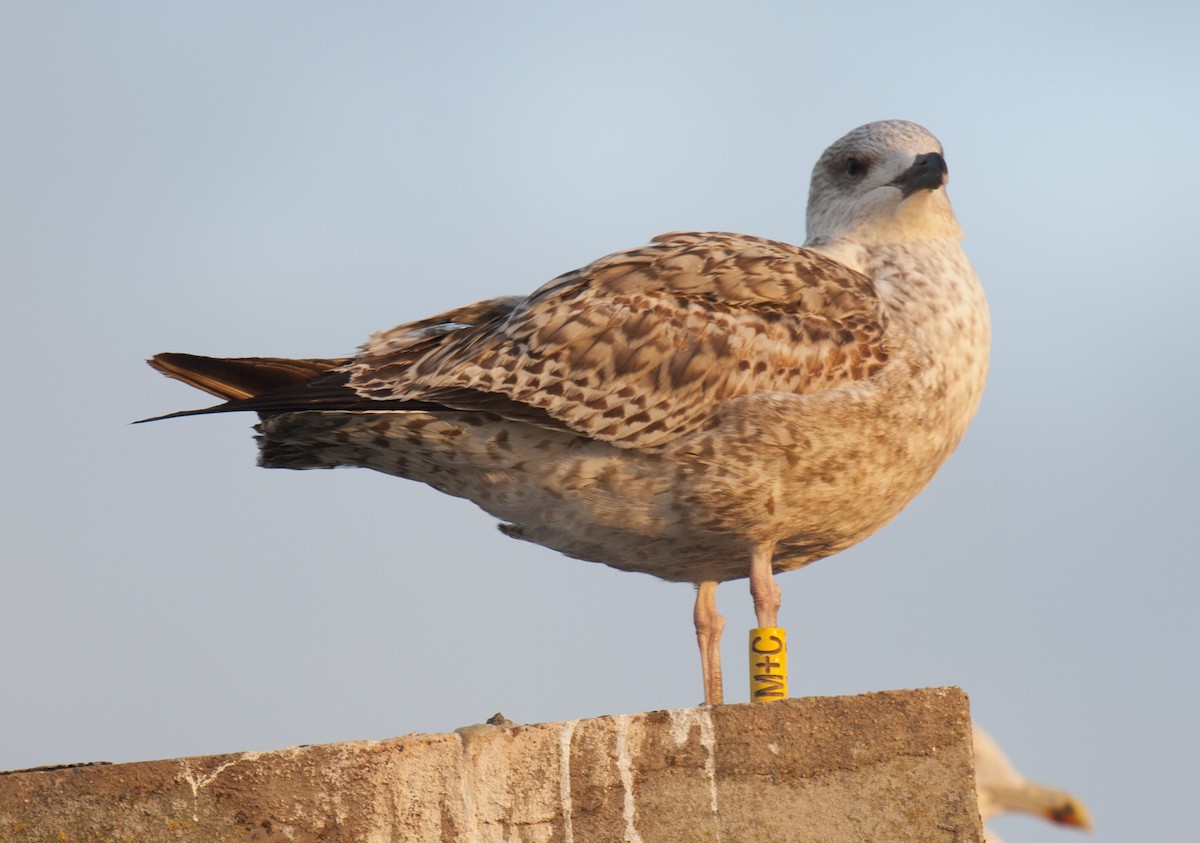 Goéland argenté (argentatus/argenteus) - ML38213731