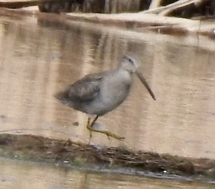 Long-billed Dowitcher - ML382138611