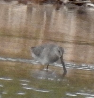 Long-billed Dowitcher - Brian Ison