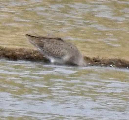 Long-billed Dowitcher - ML382138631