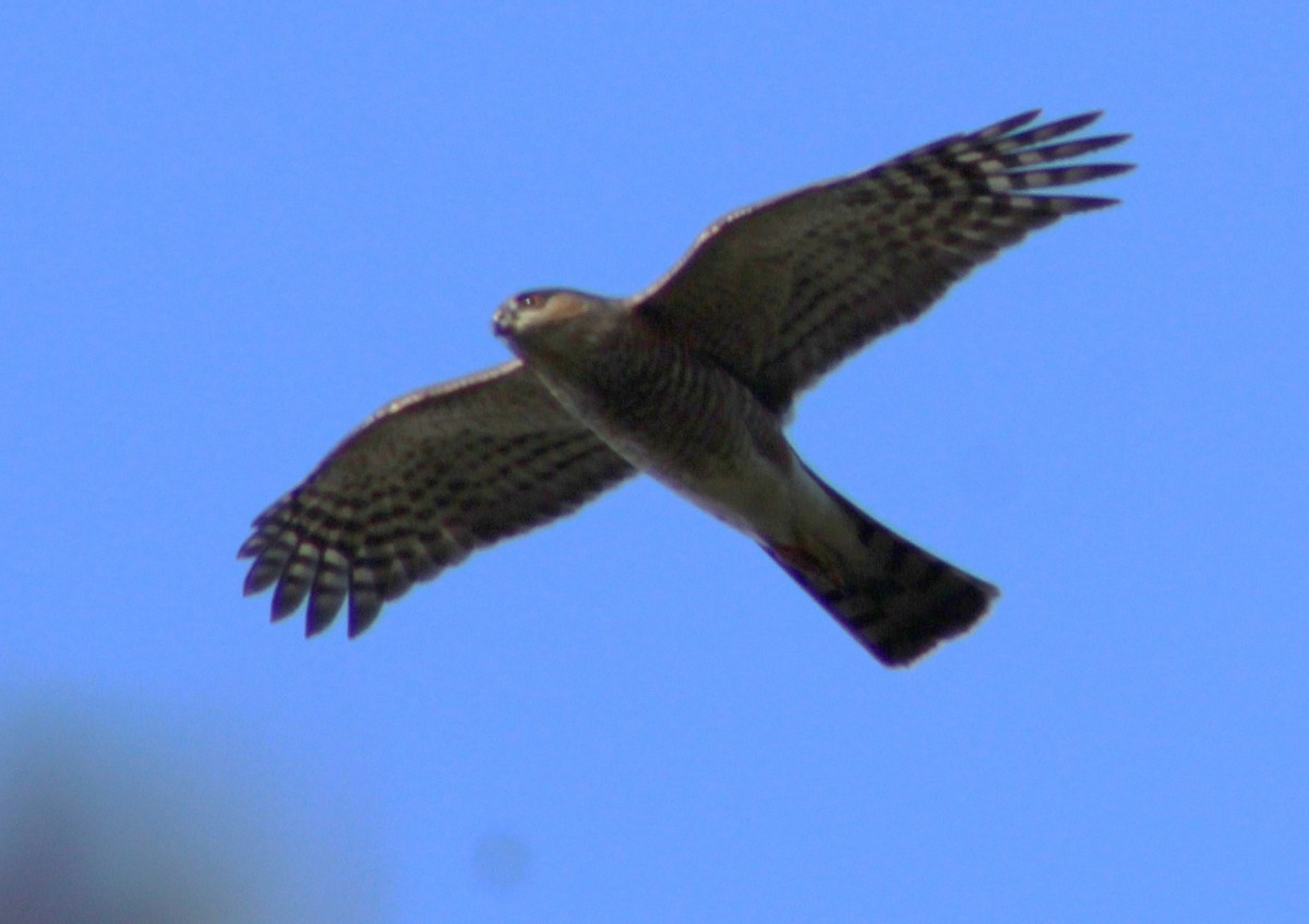 Sharp-shinned Hawk (Northern) - ML382138841