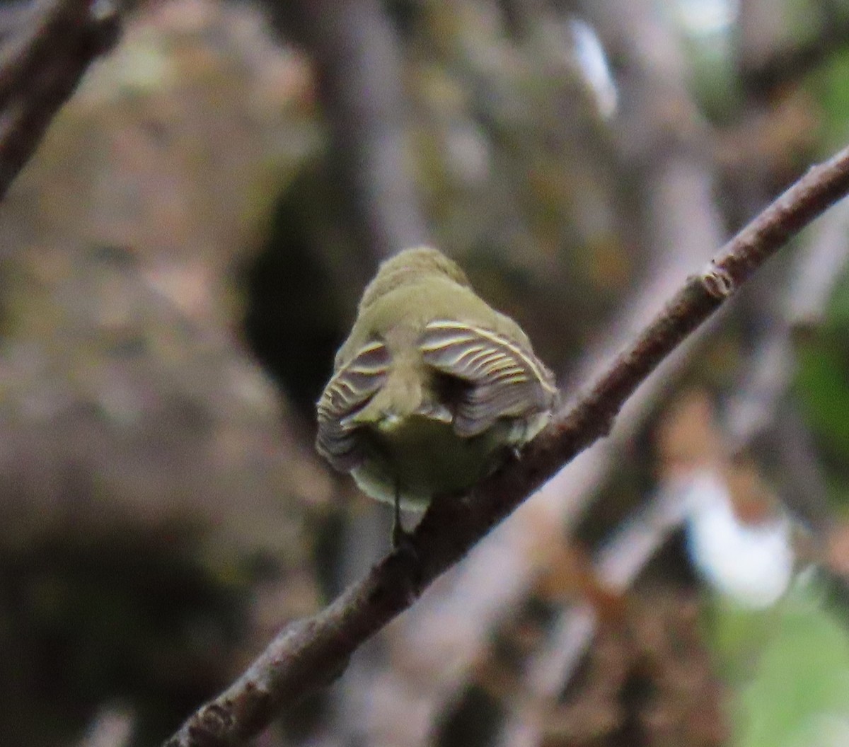 Western Flycatcher (Pacific-slope) - ML382139211