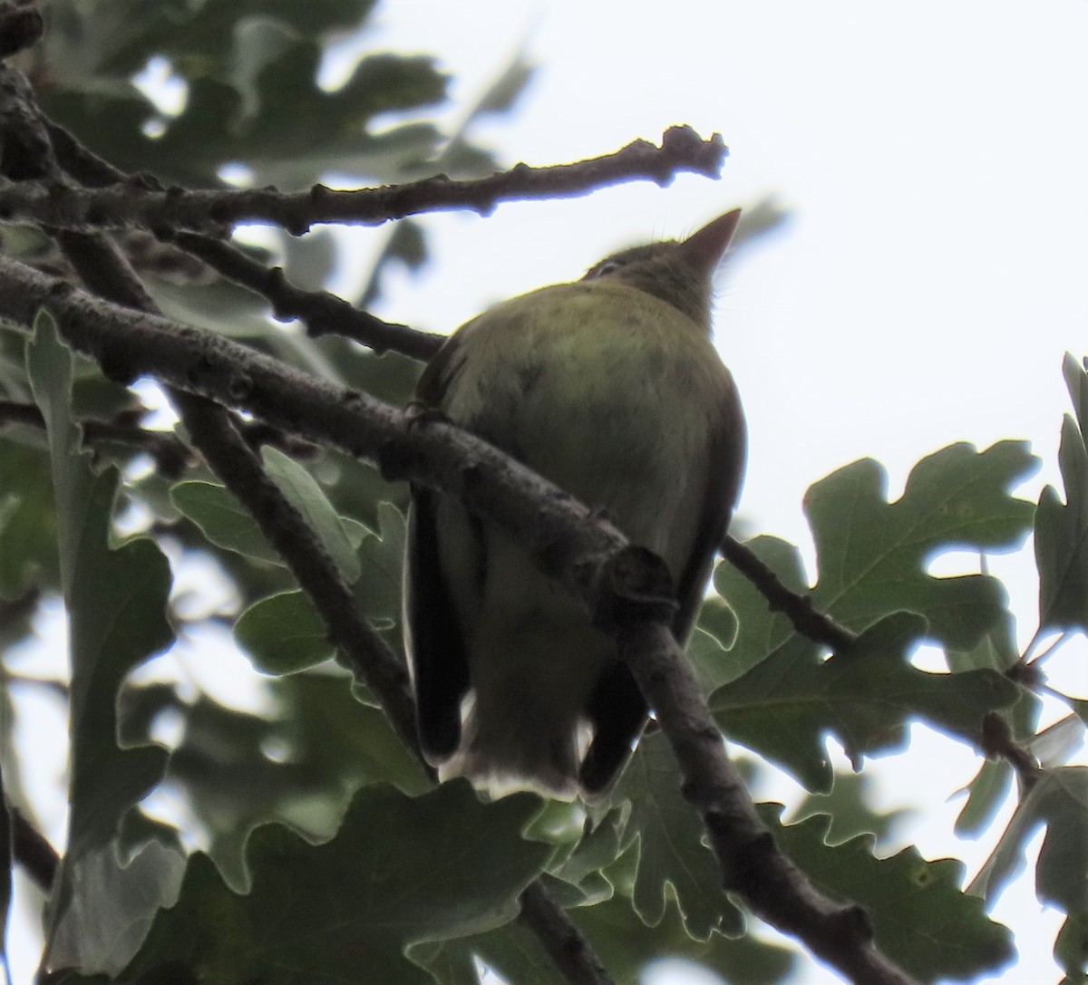 Western Flycatcher (Pacific-slope) - ML382139231