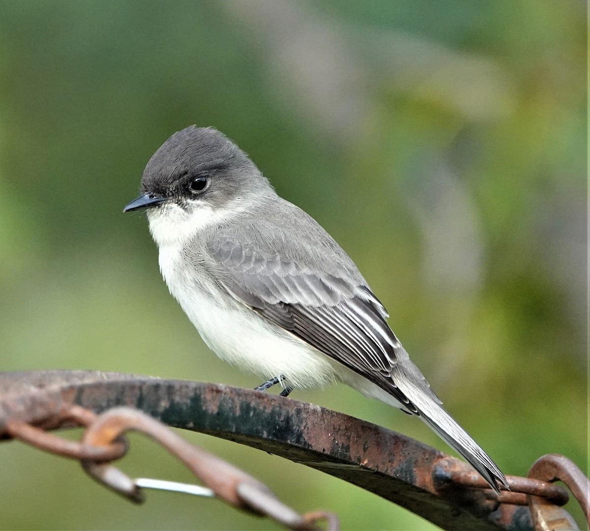 Eastern Phoebe - ML382139611