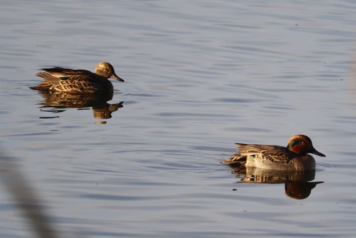 Green-winged Teal - ML382140911