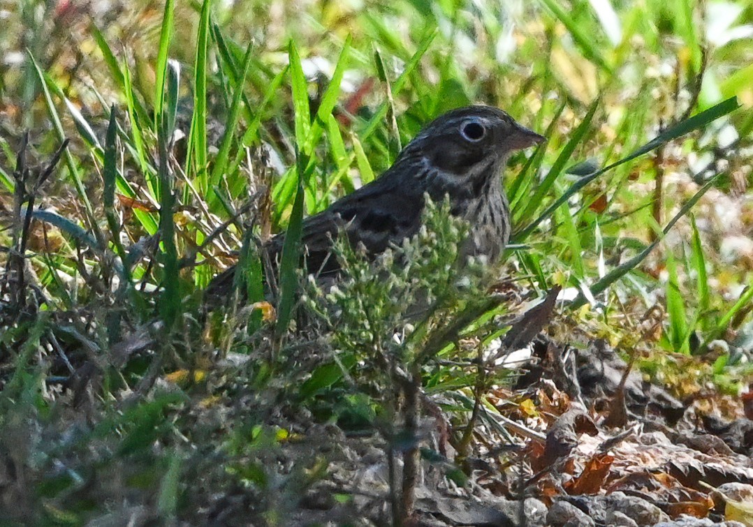 Vesper Sparrow - ML382145531