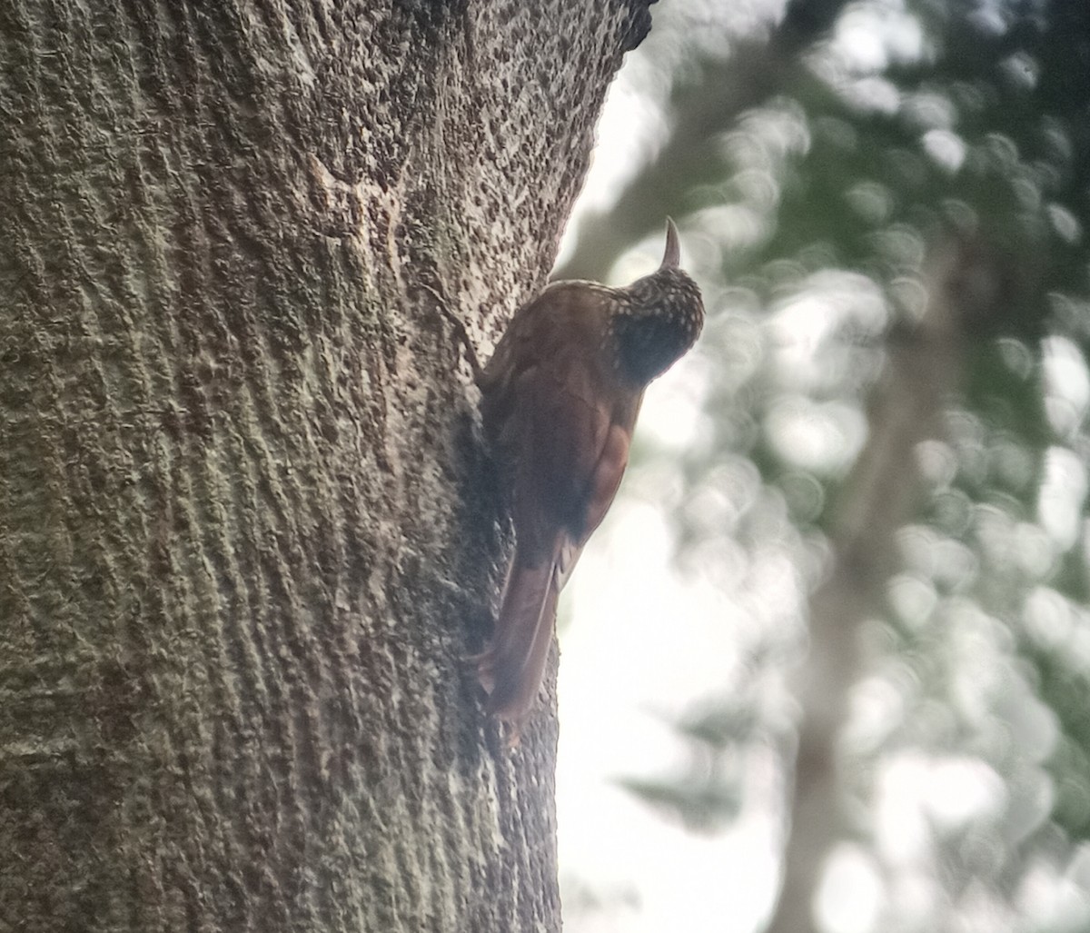 Spot-crowned Woodcreeper - ML382146371