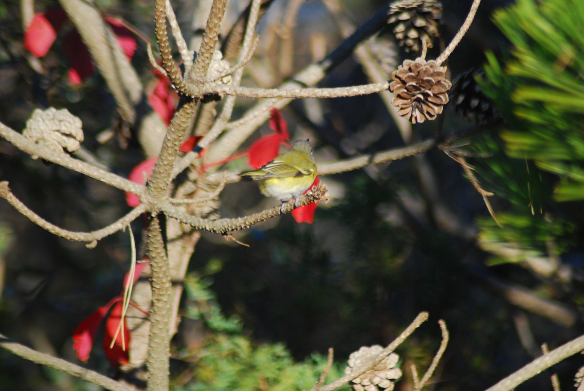 Blue-headed Vireo - ML38214671