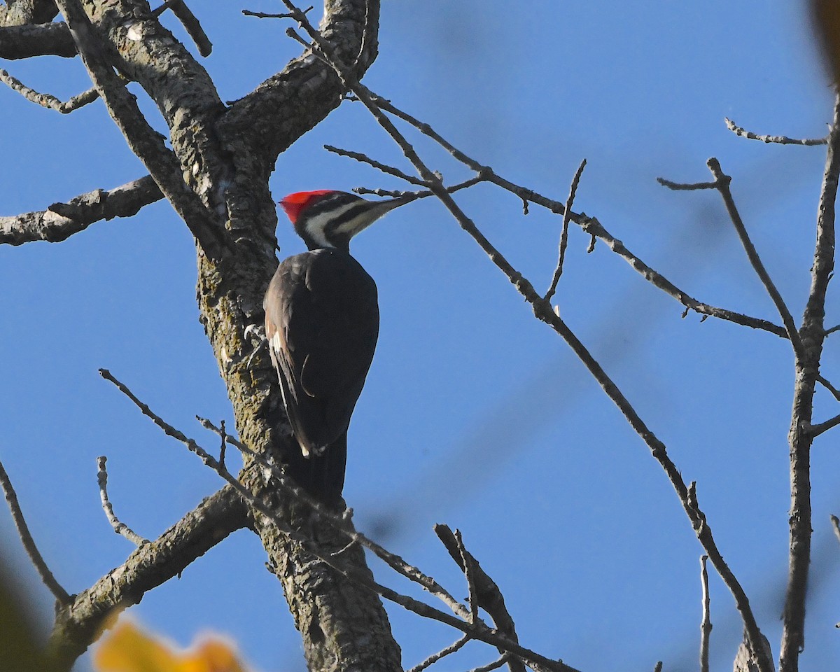 Pileated Woodpecker - ML382149351