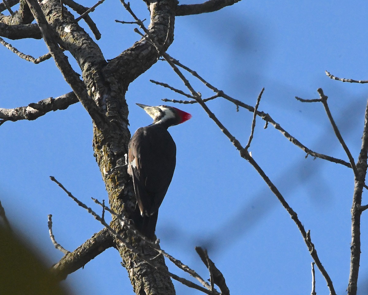 Pileated Woodpecker - ML382149821