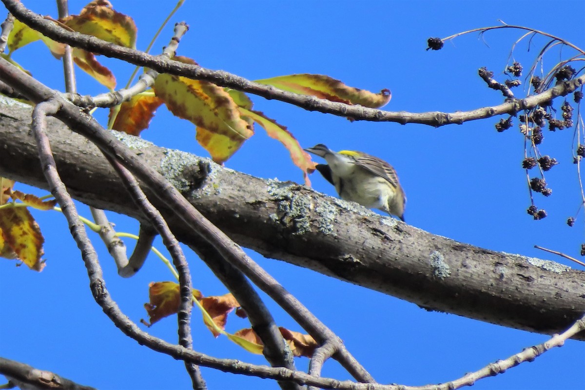 Yellow-rumped Warbler - ML382150261