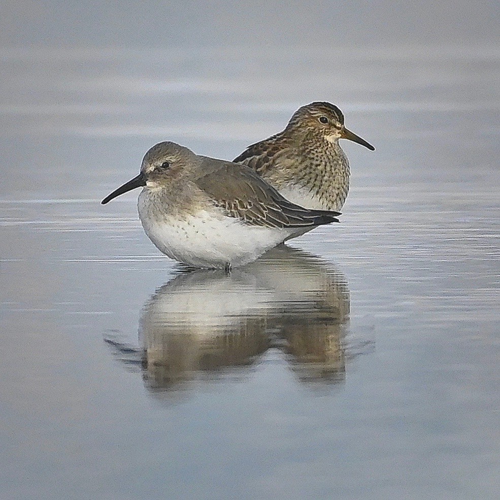 Dunlin - ML382151781