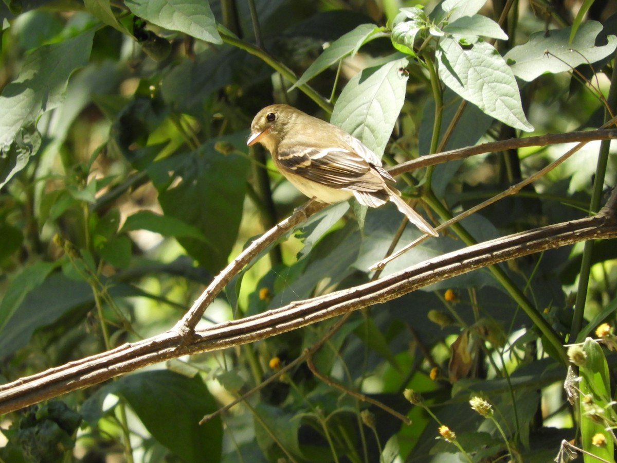 Euler's Flycatcher - ML382154941