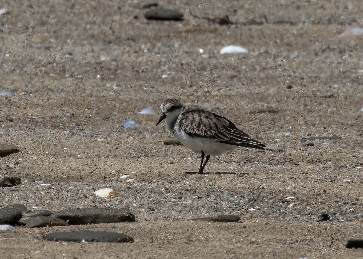 Red-necked Stint - ML382156181