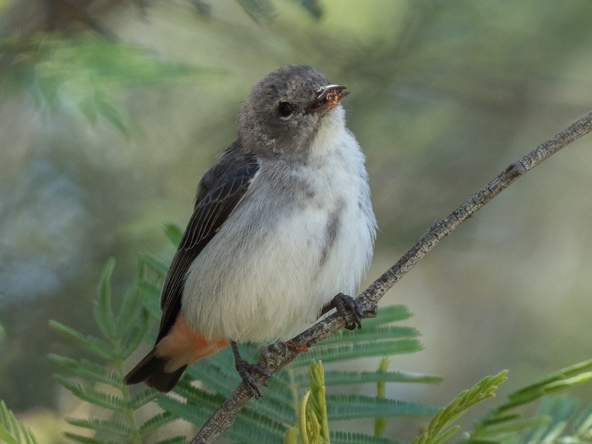 Mistletoebird - ML382156251