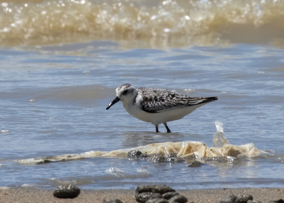 Sanderling - ML382156481