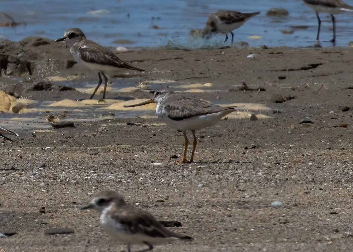 Terek Sandpiper - ML382156571