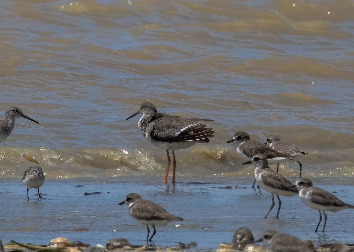 Common Redshank - ML382156811