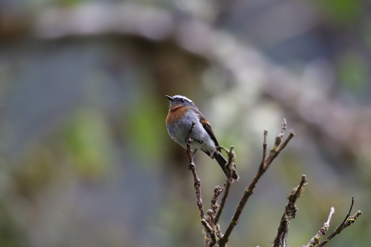 Rufous-breasted Chat-Tyrant - ML38215691