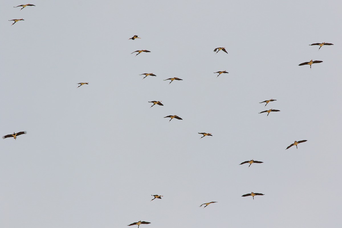 Black Stork - Sérgio Correia