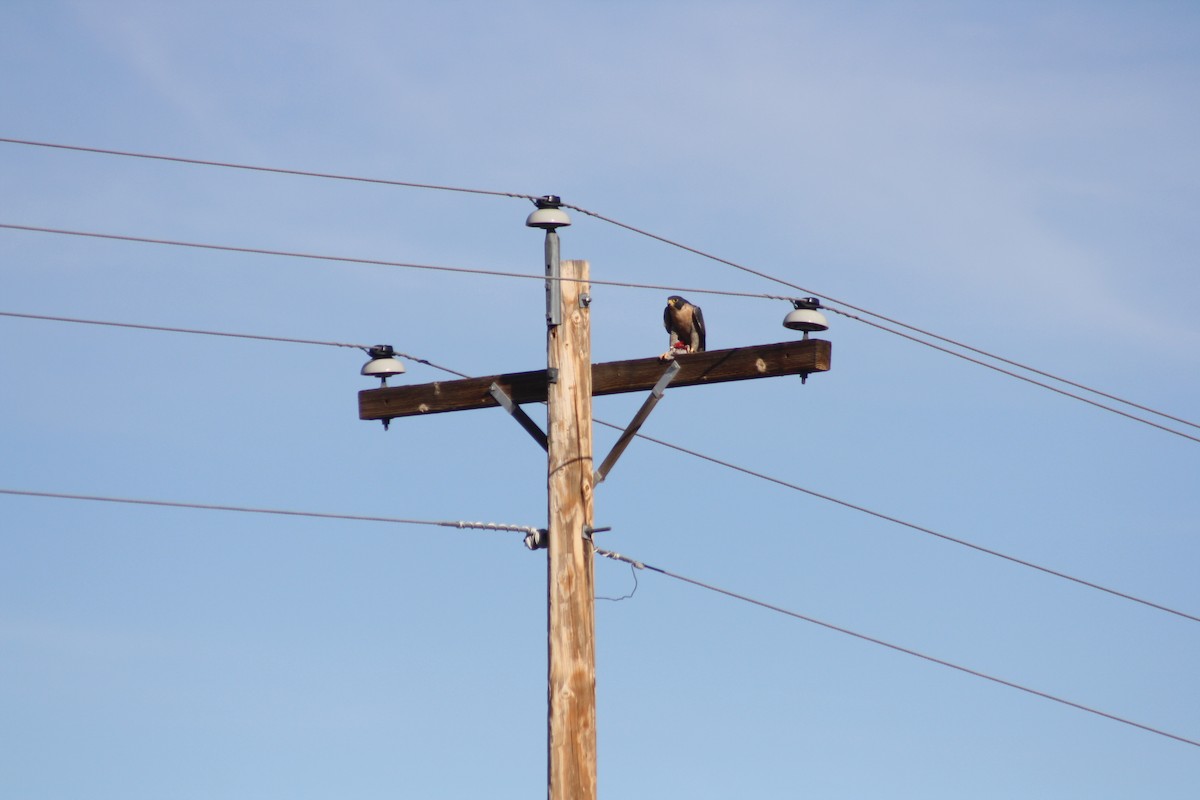 Peregrine Falcon - ML382160361