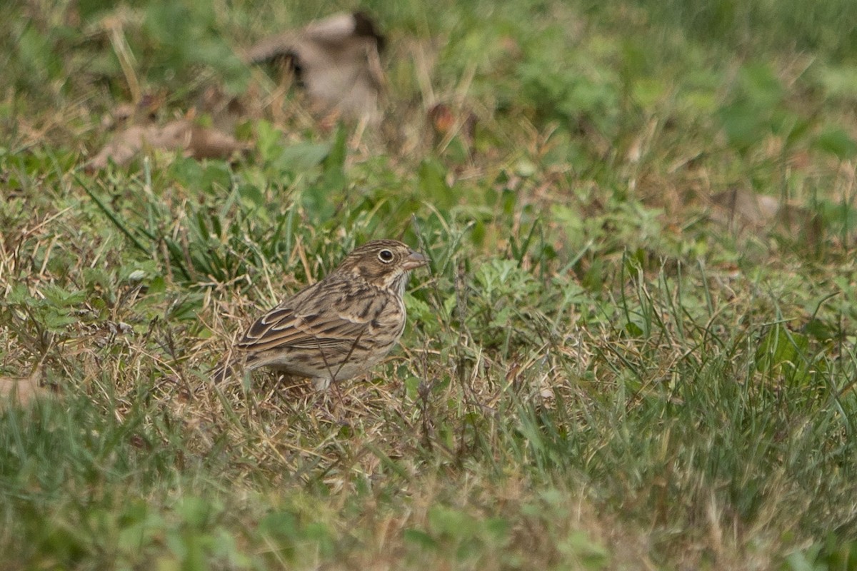 Vesper Sparrow - ML382160831