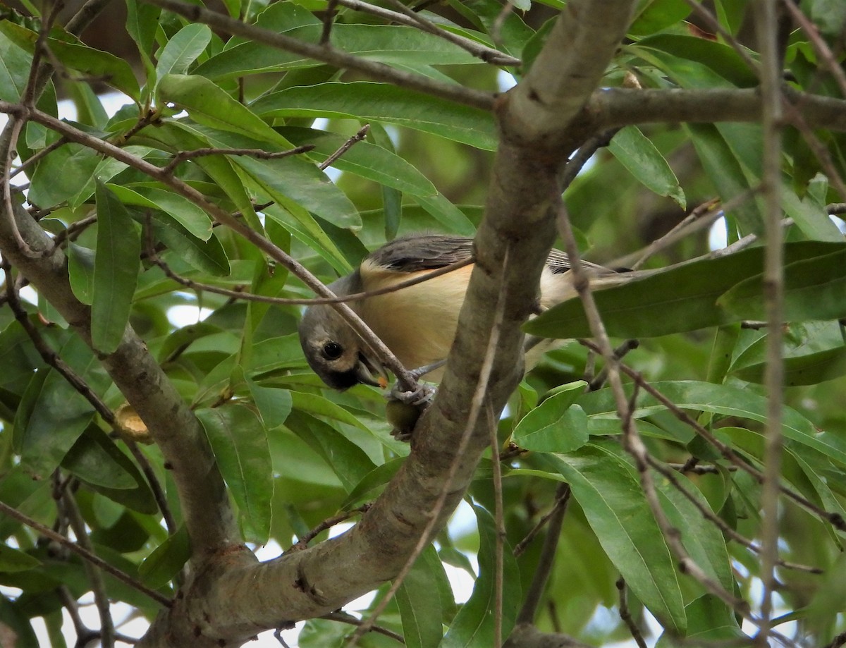 Tufted Titmouse - Lori Shuler