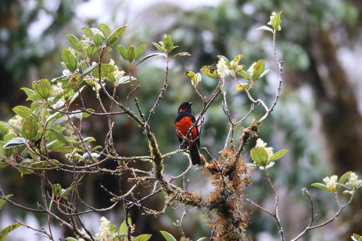 Scarlet-bellied Mountain Tanager - ML38216181