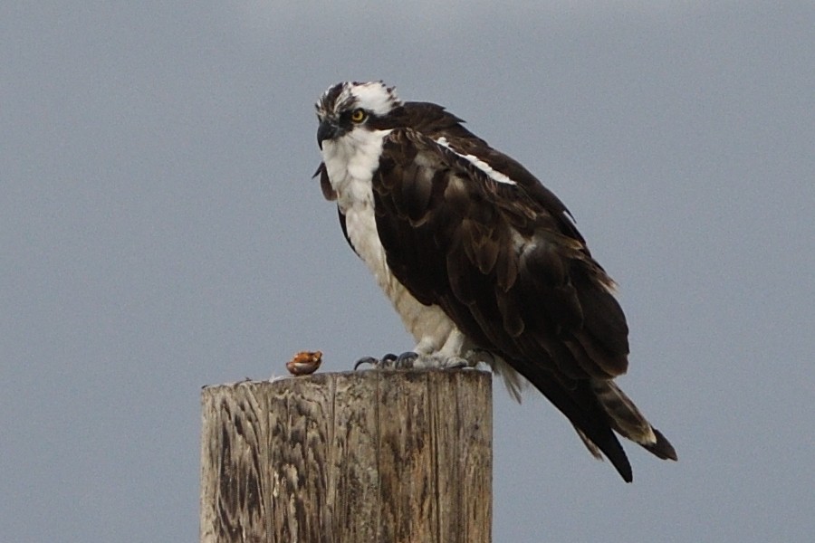 Osprey - ML382162671