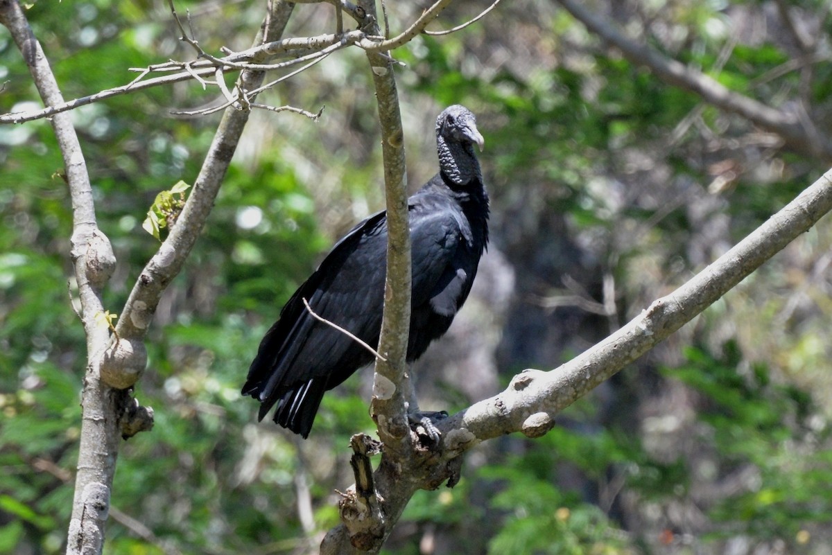 Black Vulture - ML382163091