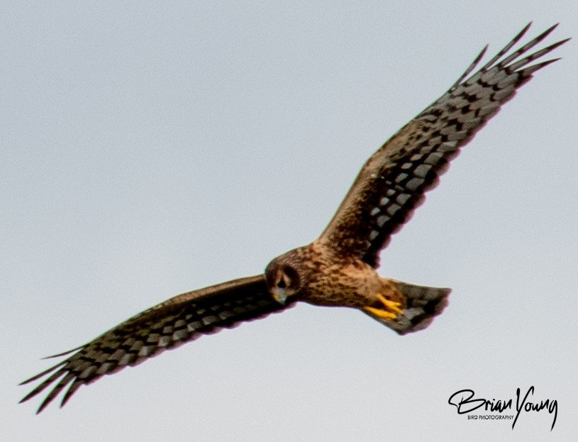 Northern Harrier - Brian Young