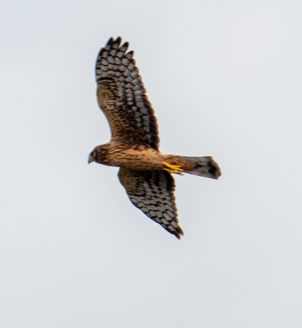 Northern Harrier - Brian Young