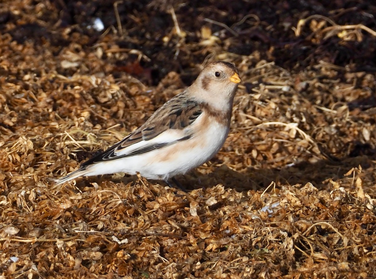 Snow Bunting - ML382166021