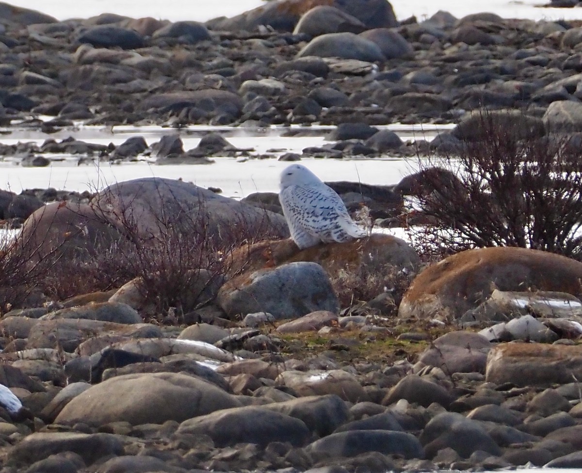 Snowy Owl - ML382166471