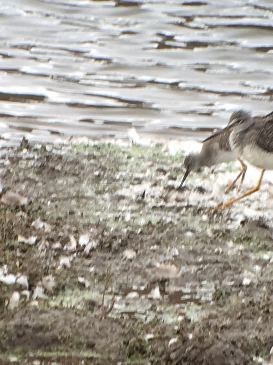 Lesser Yellowlegs - ML38216741