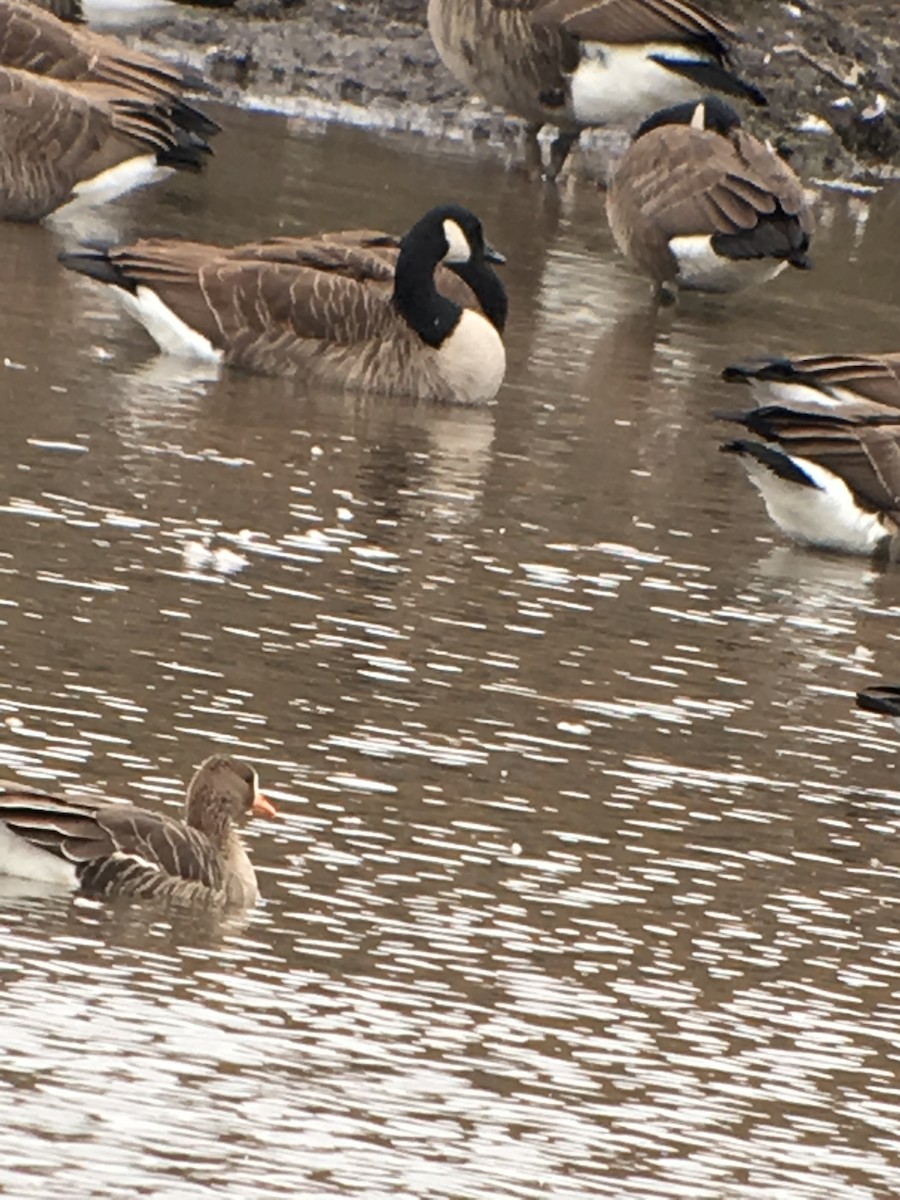 Greater White-fronted Goose - ML38216751