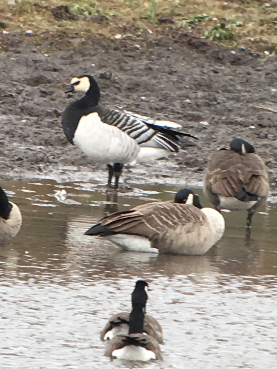 Barnacle Goose - ML38216771