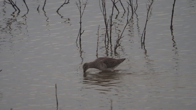 Tundraschlammläufer - ML382168231