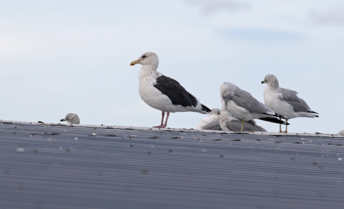 Slaty-backed Gull - ML382170091