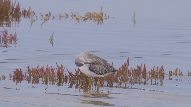 Greater Yellowlegs - ML382170591