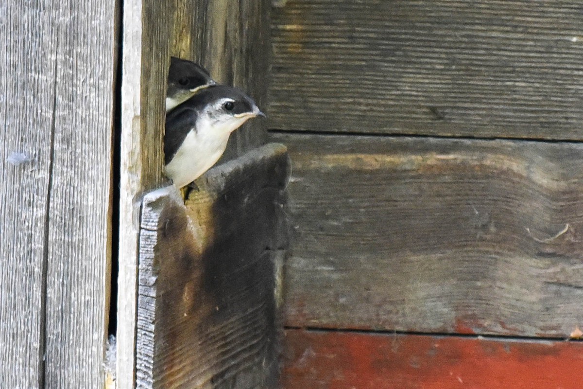 Golondrina Verdemar - ML382170961