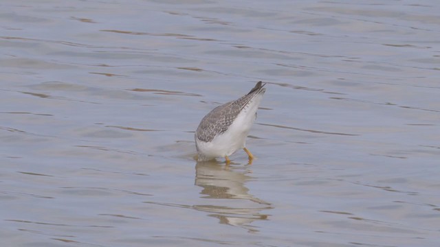 Lesser Yellowlegs - ML382171081