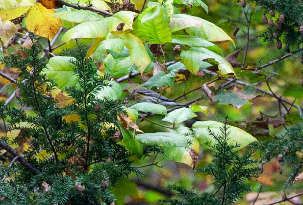 Yellow-rumped Warbler - ML382171981