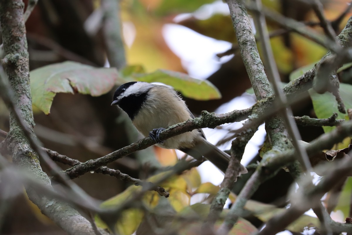 Black-capped Chickadee - ML382172101