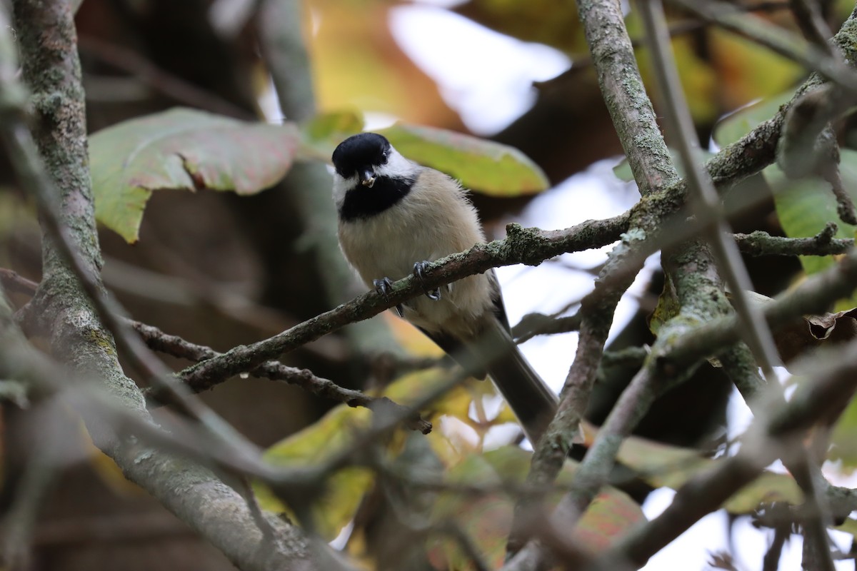 Black-capped Chickadee - ML382172131